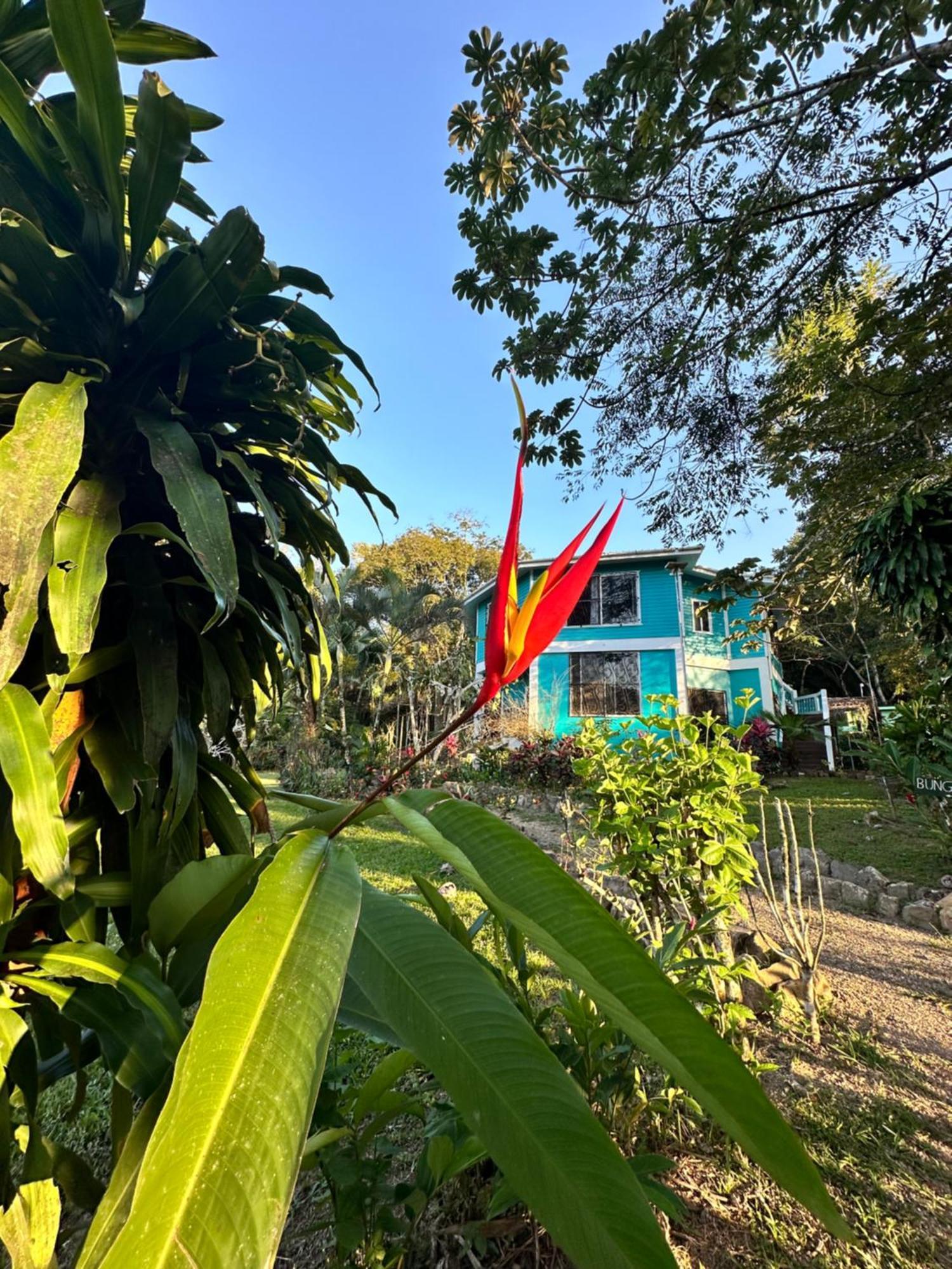 Bocawina Rainforest Resort Χόπκινς Εξωτερικό φωτογραφία