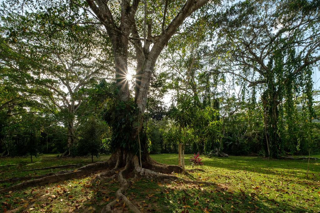 Bocawina Rainforest Resort Χόπκινς Εξωτερικό φωτογραφία