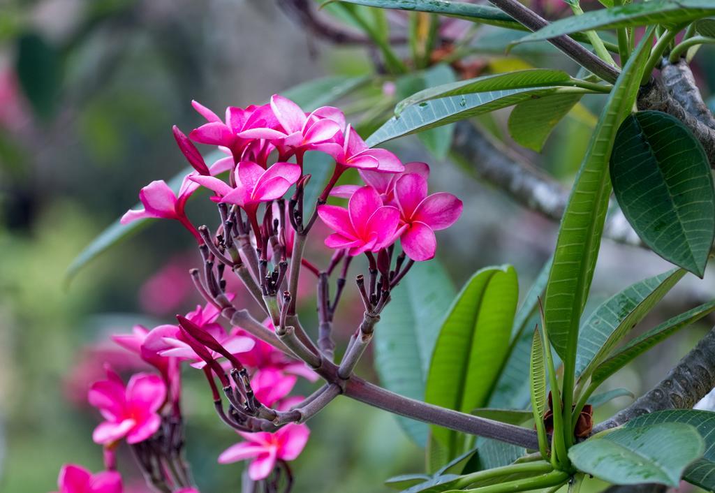 Bocawina Rainforest Resort Χόπκινς Εξωτερικό φωτογραφία